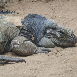 Rhinoceros Iguana, Oceanium
