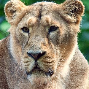 Asiatic Lion