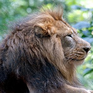 Asiatic Lion