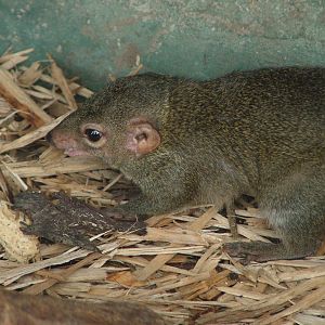 Northern Tree Shrew at Blackpool 26/03/10