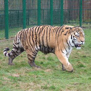 Amur Tiger at Blackpool 26/03/10