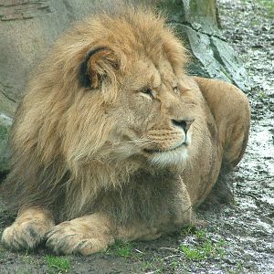 African Lion at Blackpool 26/03/10