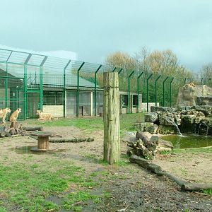 African Lion paddock at Blackpool 26/03/10