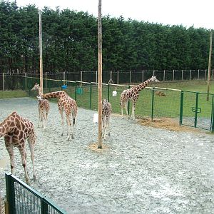 Giraffe handstanding at Blackpool 26/03/10