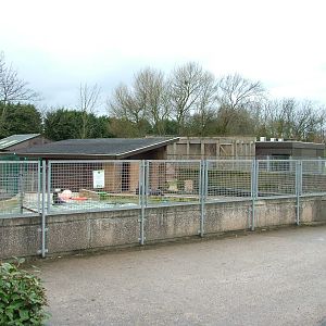 Temporary sea lion pool at Blackpool 26/03/10