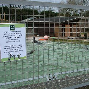 Temporary sea lion pool at Blackpool 26/03/10