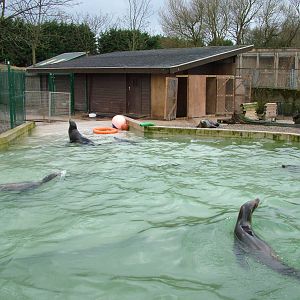 Temporary sea lion pool at Blackpool 26/03/10
