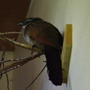 White-browed Coucal at Blackpool 26/03/10