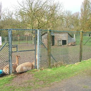 Vicuna and Capybara paddock at Blackpool 26/03/10