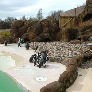 Penguin pool at Blackpool 26/03/10