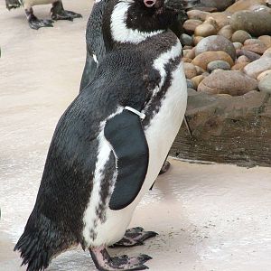 Magellanic Penguin at Blackpool 26/03/10