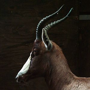 Blesbok at Blackpool 26/03/10