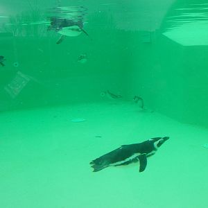 Penguin Pool at Blackpool 26/03/10