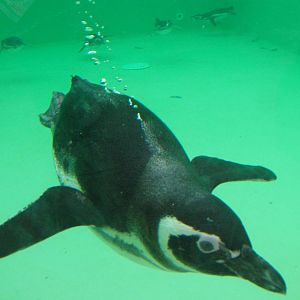Magellanic Penguin at Blackpool 26/03/10