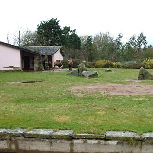 Bactrian Camel paddock at Blackpool 26/03/10