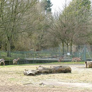 Mountain Gazelles at Blackpool 26/03/10