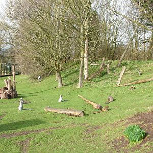 Lemur walkthrough at Blackpool 26/03/10