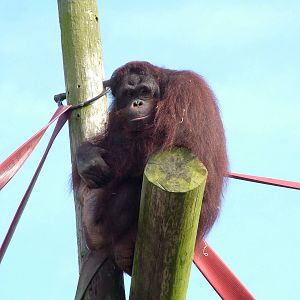 Bornean Orang-Utan at Blackpool 26/03/10