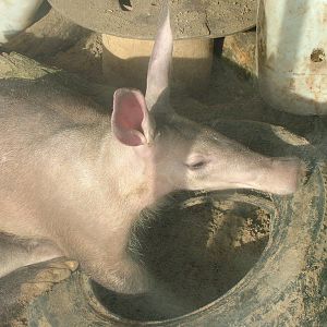 Aardvarks at Blackpool 26/03/10