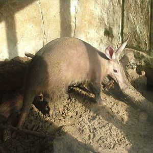 Aardvark at Blackpool 26/03/10