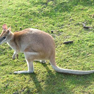 Agile Wallaby at Blackpool 26/03/10