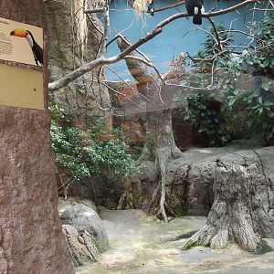 Toco Toucan aviary, Oceanium