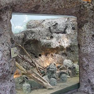 Baker's Spiny-tailed Iguana exhibit, Oceanium
