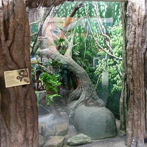 Cuban Boa exhibit, Oceanium