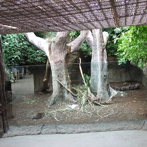 Desmarest's Hutia exhibit, Oceanium