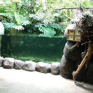 Amazon-region, Oceanium