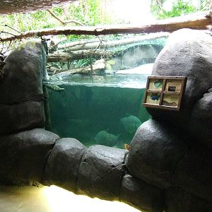 Amazon-region, Oceanium