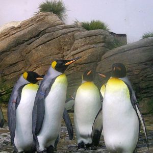 King Penguins, Falklands, Oceanium