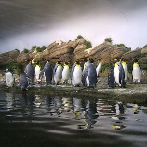 Penguin exhibit photos, Falklands, Oceanium