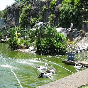 Australian pelican pool
