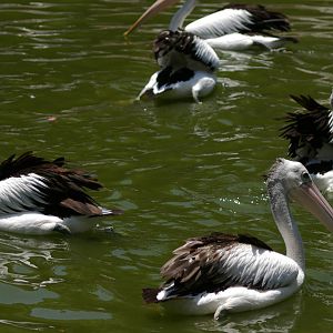 Australian pelicans