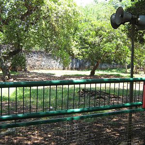 enclosure for common cassowary