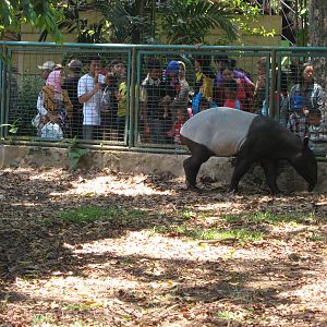 Malayan tapir