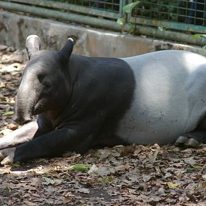 Malayan tapir