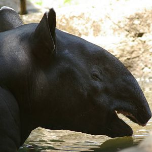 Malayan tapir