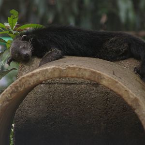 sleeping binturong