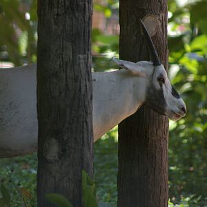 Arabian oryx