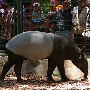 Malayan tapir