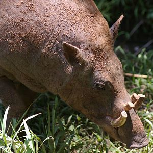 male babirusa