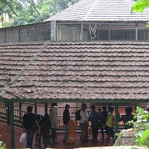 gibbon cages at Ragunan Zoo