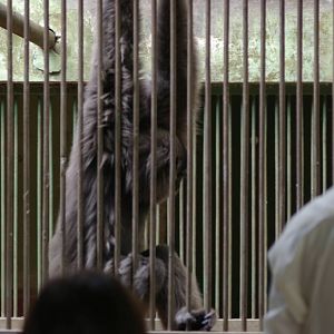 Javan gibbon (Hylobates moloch)