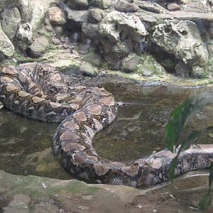 reticulated python