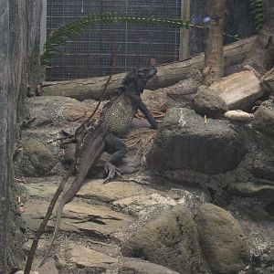 sailfin lizard (Hydrosaurus amboinensis)