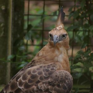 Javan hawk-eagle (Spizaetus bartelsi)