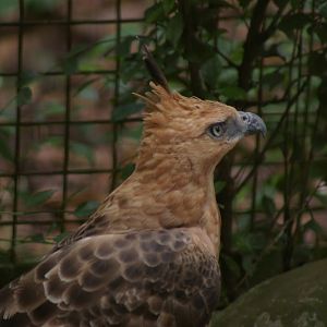 Javan hawk-eagle (Spizaetus bartelsi)