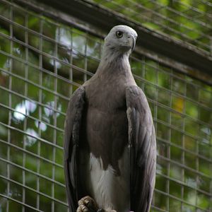 grey-headed fish eagle (Ichthyophaga ichthyaetus)